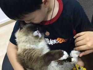 Potret Ketika Kucing Menjadi Terapis Berikan Kenyamanan Mental