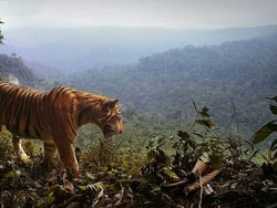Dibawa ke London untuk Dikawinkan, Harimau Sumatera Bunuh Pasangannya