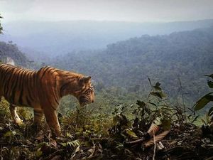 Dibawa ke London untuk Dikawinkan, Harimau Sumatera Bunuh Pasangannya Dibawa ke London untuk Dikawinkan, Harimau Sumatera Bunuh Pasangannya