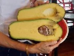 Inikah Alpukat Paling Besar dan Berat di Dunia?