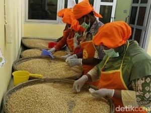 Kurangi Ketergantungan Impor, Kedelai Lokal Dikembangkan di Grobogan