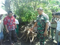 Anak Sapi Berkepala Dua Lahir di Jember