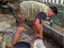 Aksi Berani Pria Mandikan dan Gosok Kepala Buaya