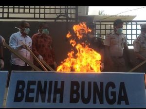 Benih Mematikan Asal Belanda di Maluku Dimusnahkan