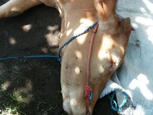 Ternak Sapi di Situbondo Mendadak Pincang, Ambruk dan Mati