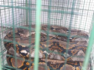 Sebelum Pelukis Lilitkan Ular dan Tewas, Temannya Sempat Melarang Sebelum Pelukis Lilitkan Ular dan Tewas, Temannya Sempat Melarang
