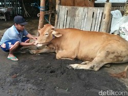 Cerita Peternak Lumajang yang Sapinya Kena Penyakit Mulut dan Kuku