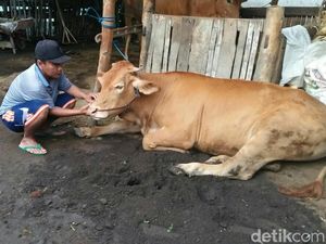 Dinas Peternakan Situbondo Selidiki Wabah yang Serang Sapi Warga Dinas Peternakan Situbondo Selidiki Wabah yang Serang Sapi Warga