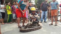 Foto: Ini Sanca Batik 4 Meter yang Bikin Warga Ciputat Geger