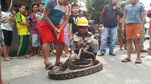 Foto: Ini Sanca Batik 4 Meter yang Bikin Warga Ciputat Geger