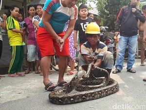 Sebelum Tewas, Pelukis di Menteng 2 Kali Lilitkan Ular Sanca di Leher Sebelum Tewas, Pelukis di Menteng 2 Kali Lilitkan Ular Sanca di Leher