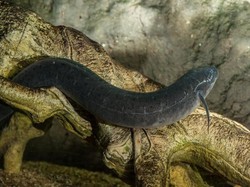 Ikan Ajaib di Afrika, Bisa Tidur di Dalam Tanah Bertahun-tahun