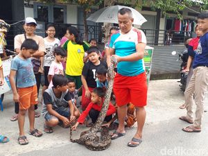 Warga Temukan Ular Sanca 4 Meter di Ciputat