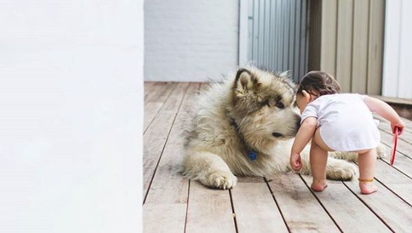 Potret Keakraban Seorang Balita dengan Anjing Besarnya