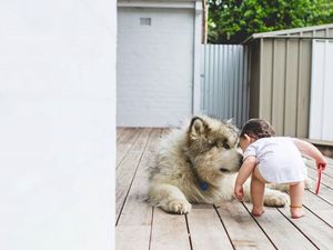 Potret Keakraban Seorang Balita dengan Anjing Besarnya