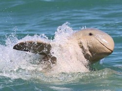 Lumba-Lumba Jenis Langka Terlihat di Sungai Terpencil Papua Nugini