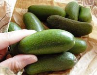 Bukan Candaan, Alpukat Tanpa Biji Benar-benar Ada Lho!