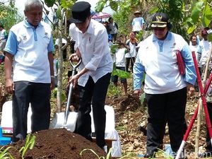 Datang Naik Helikopter, Jokowi Tanam Pohon di Bukit Karst Gunungkidul