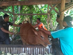 Dinas Peternakan Optimis Penyakit Sapi di Situbondo Tak Menular