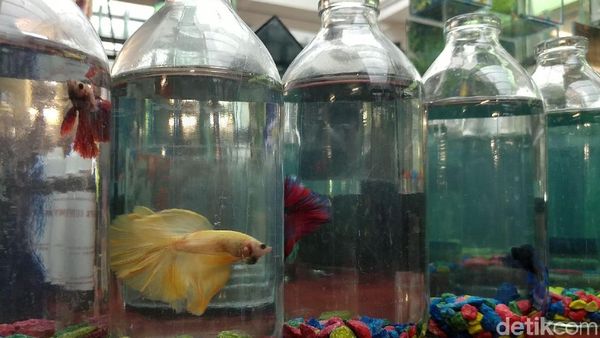 Foto: Pameran Ikan Hias Warna-warni & Langka di Bandung