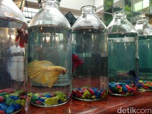 Berakhir Pekan Sambil Berburu Ikan Hias di Bandung