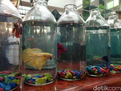 Foto: Pameran Ikan Hias Warna-warni & Langka di Bandung
