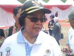 Orangutan Mati Tanpa Kepala, Menteri LHK Utus 2 Dirjen ke Kalteng