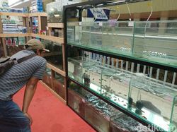 Ikan Hias Diproduksi di RI, Tapi Pasarnya Dikuasai Singapura