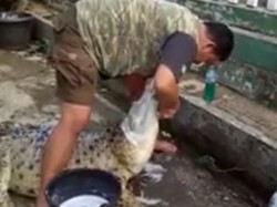 Berani Mandikan Buaya, Pria Asal Bogor Ini Tenar hingga Mancanegara