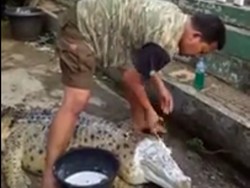 Cerita di Balik Viralnya Pria di Bogor Mandikan dan Gosok Buaya