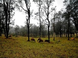 Bukan di Luar Negeri, Ini di Kupang