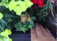 Jangan Dibuang! Ampas Kopi Bermanfaat Untuk 5 Hal Ini