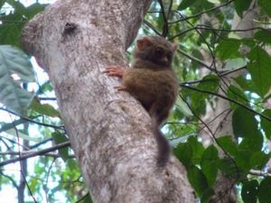 Gemasnya Monyet Terkecil di Dunia