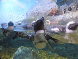 Akhir Pekan Ketemu Penguin Lucu