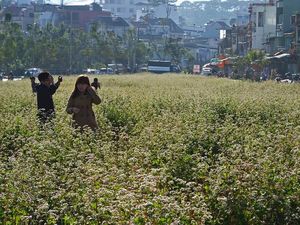 Rasakan Musim Semi Sepanjang Tahun di Kota Ini