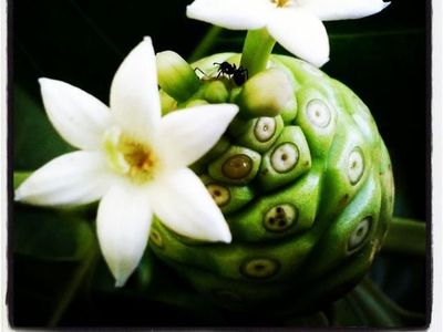 Ini 6 Buah Eksotik dari Asia yang Populer di Dunia