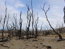 Ide Liburan Long Weekend: Garut