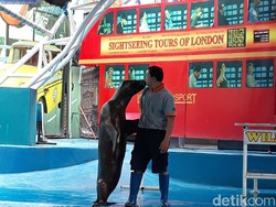 Singa Laut Bikin Baper Pengunjung Jatim Park 2