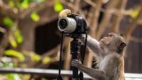 Tingkah Hewan Berprofesi Fotografer Bikin Ngakak
