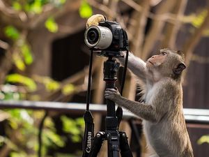 Tingkah Hewan Berprofesi Fotografer Bikin Ngakak