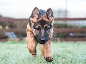 Anjing Lepas dari Kandang, Seisi Bandara Jadi Heboh