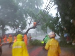 Hujan Angin di Jakarta, Pohon Tumbang di 5 Lokasi