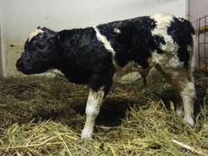 Bayi Gatot Kaca Lahir dari Sapi Belgian Blue di Bogor