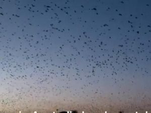 Ratusan Ribu Kelelawar Menghantui Queensland