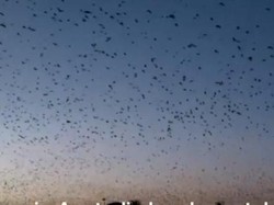 Ngeri! Kota Ini Mendadak Diserang Ratusan Ribu Kelelawar