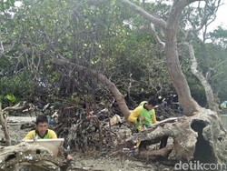 Hamparan Mangrove Spot Unik di Pantai Kutang Lamongan
