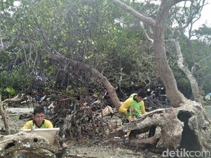 Hamparan Mangrove Spot Unik di Pantai Kutang Lamongan Hamparan Mangrove Spot Unik di Pantai Kutang Lamongan