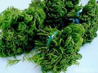 Krenyes Segarnya Sayur Pakis atau Sayur Paku