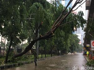 Hujan Deras, Pohon Tumbang di Perempatan Kuningan