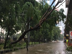 Hujan Deras, Pohon Tumbang di Perempatan Kuningan